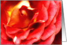 Sensual Folds Of A Red Rose Valentine’s Day Card