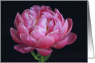 Romantic Pink Peony card