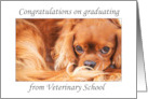 Graduating From Veterinary School Cavalier King Charles card