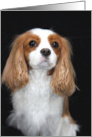 Cavalier King Charles Spaniel Thinking Of You card