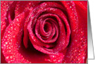 Red Rose Love card