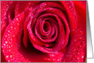 Red Rose Love card
