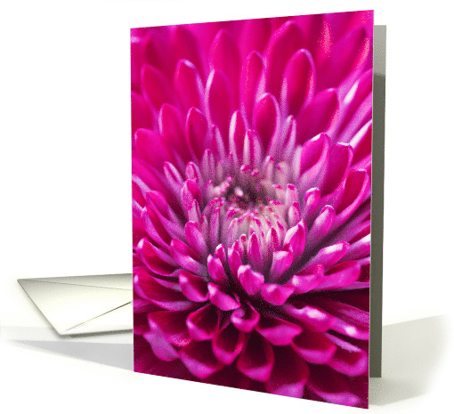 Thinking of You Deep Pink Chrysanthemum card (1094242)