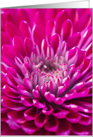 Thinking of You Deep Pink Chrysanthemum card