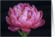 Romantic Pink Peony card