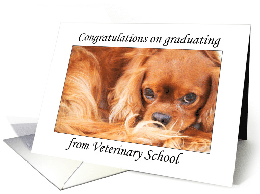 Graduating From Veterinary School Cavalier King Charles card (1529344)