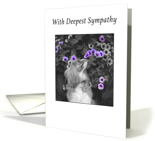 Deepest Sympathy Cavalier King Charles Spaniel With Flowers card