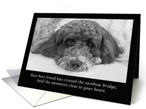 Sympathy Rainbow Bridge Labradoodle card (1543320)