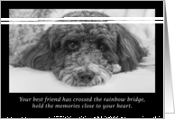 Sympathy Rainbow Bridge Labradoodle card