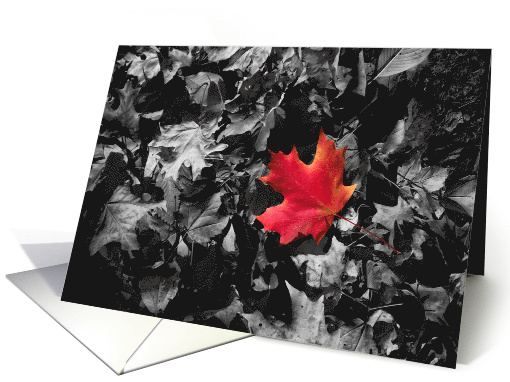 Red Maple Leaf Blank Inside Any Occasion card (1544136)