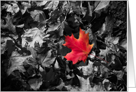 Red Maple Leaf Blank Inside Any Occasion card