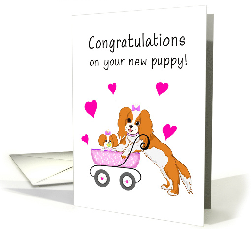 Congratulations on your New Puppy Cavalier King Charles Spaniels card