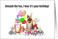 Happy Birthday Dogs Celebrating card
