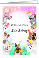 Festive Birthday Dogs With Cake card