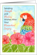 Hemorrhoid Surgery with Scarlet Macaws and Hibiscus