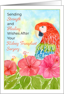 Kidney Transplant Surgery with Scarlet Macaws and Hibiscus