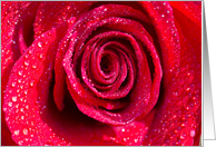 Red Rose Love card
