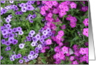 Lovely gardens in Fort Collins, Colorado card