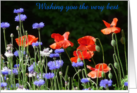Red Poppy - Blank - Blue cornflowers Flower card
