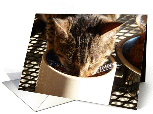 Bengal Cat having breakfast Blank card (898535)