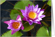 Water garden lillies card