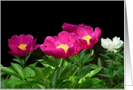 Grateful to have you in my life. Pink Peonies on Black card