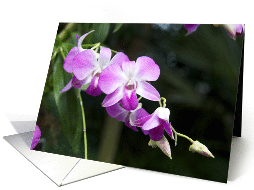 The Orchids card (898587)