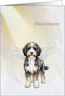 Beloved Companion Bernedoodle Sympathy