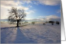 Tree on Moor Beck card