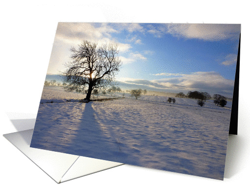 Tree on Moor Beck card (905982)