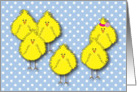 Chickiepoos! Easter Card