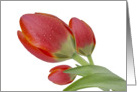 Tulips Blank Card