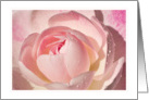 Pink Rose Blank Note card