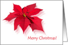 Merry Christmas Red Poinsettia card