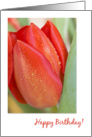 Red Tulip Happy Birthday card