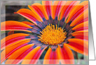 Gazania card