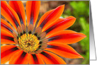 Gazania Blank Note card