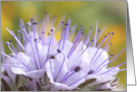Lacy Phacelia Flower card