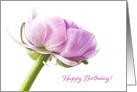 Pink Ranunculus Happy Birthday card