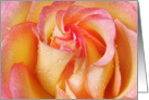 Pink and yellow rose with rain drops blank Card