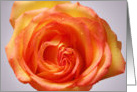 Yellow Orange Rose Blank Note Card