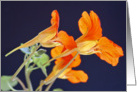 Nasturtium Blank Card