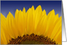 Sunflower (Helianthus Annus) card