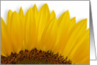 Sunflower (Helianthus Annus) card