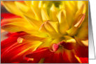 Dahlia card