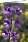 Desert Lupine, Blank Note Card