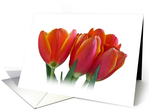 Tulips Blank card (1051759)