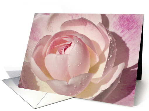 Pink Rose Blank Note card (1077958)