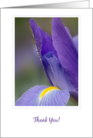 Purple Iris Thank You Note card