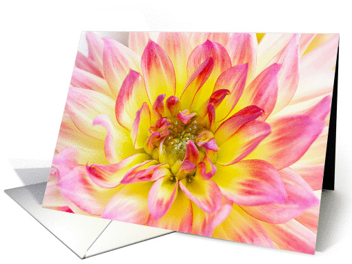 Dahlia card (1178996)